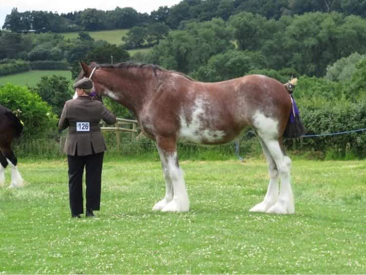 Clydesdale For Sale